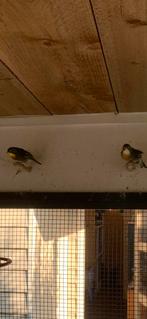 Koppel japanse nachtegalen, Dieren en Toebehoren, Vogels | Overige Vogels