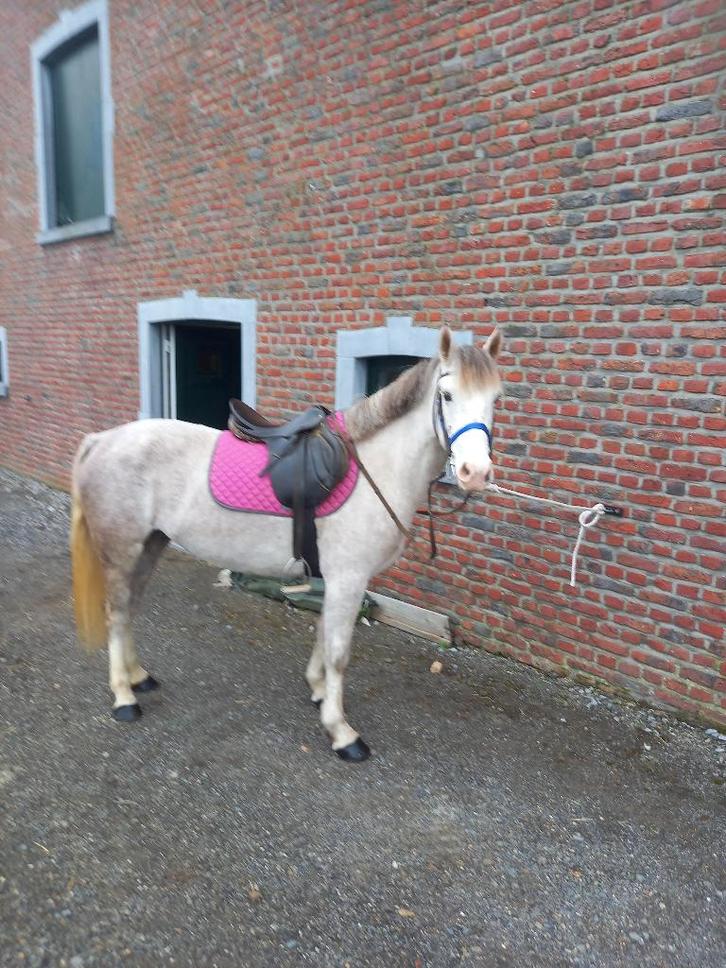 Jument grise, Dieren en Toebehoren, Pony's, Merrie, Zadelmak, D pony (1.37m tot 1.48m), Recreatiepony, 3 tot 6 jaar, Gechipt, Ontwormd