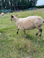 Ooi Entre Sambre et Meuse, Vrouwelijk, Schaap, 3 tot 5 jaar