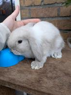 Dwerghangoor, Dieren en Toebehoren, Meerdere dieren, Dwerg, Hangoor, 0 tot 2 jaar