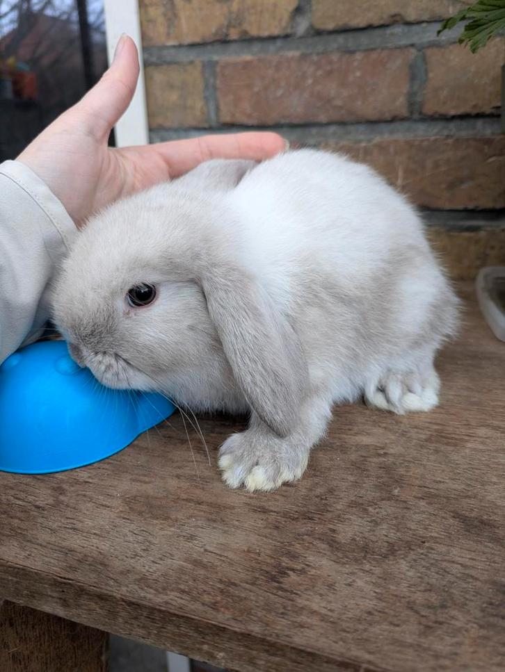 Dwerghangoor, Dieren en Toebehoren, Konijnen, Dwerg, Meerdere dieren, 0 tot 2 jaar, Hangoor