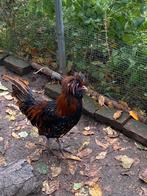 Trio padua, Dieren en Toebehoren, Pluimvee, Meerdere dieren, Kip