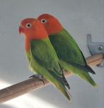 2 Groene Opaline/Ino Fischeri mannen 2025, Dieren en Toebehoren, Mannelijk, Dwergpapegaai of Agapornis, Geringd