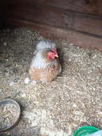 Cochin kriel met zes kuikens, Dieren en Toebehoren, Pluimvee, Kip
