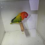 Fischeri kweekman, Dieren en Toebehoren, Mannelijk, Dwergpapegaai of Agapornis, Geringd