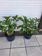 2 roze brugmansia, Ophalen, Zomer, Vaste plant, Halfschaduw