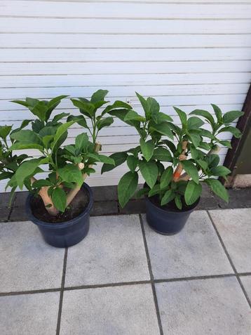 2 roze brugmansia, Tuin en Terras, Planten | Tuinplanten, Ophalen, Zomer, Vaste plant, Halfschaduw