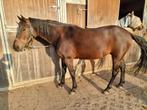 Halve stal voor pittige New Forest pony - buitenritten, Dieren en Toebehoren, Paarden, Merrie