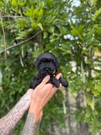 Mooie maltipoo pups, België, Overige rassen, CDV (hondenziekte), 8 tot 15 weken