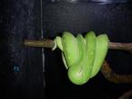 2.3 Morelia viridis aru cb 23, Slang, 0 tot 2 jaar