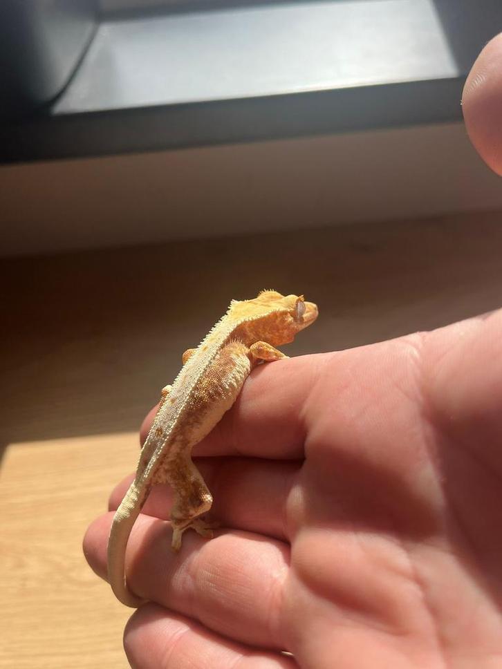 Last call for Houten! Tricolor Lilly White 1.0, Dieren en Toebehoren, Reptielen en Amfibieën, Overige soorten, 0 tot 2 jaar