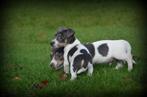 Jack Russell pups, Dieren en Toebehoren, België, Jack Russell Terriër, Reu, CDV (hondenziekte)