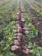 Voederbieten te koop, Zakelijke goederen, Landbouw | Veevoer, Ophalen of Verzenden