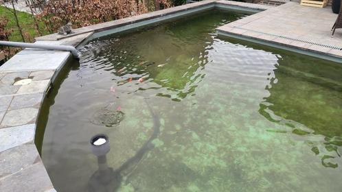 poissons d'étang à donner, Dieren en Toebehoren, Vissen | Aquaria en Toebehoren, Gebruikt, Overige typen, Ophalen of Verzenden