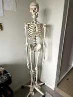 Anatomisch skelet geneeskunde/kinesitherapie, Diversen, Schoolbenodigdheden, Ophalen, Zo goed als nieuw