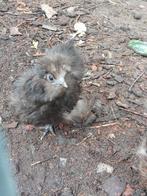 Zijdehoen hennen choco, rood/ bruin en zwart en parelgrijs., Dieren en Toebehoren