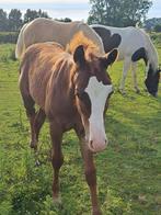 Lieve jaarling hengst, Dieren en Toebehoren, Paarden, Hengst