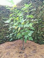 vijgenboom, Jardin & Terrasse, Plantes | Arbres fruitiers, Enlèvement, 100 à 250 cm, Figuier
