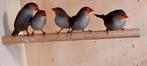 Prachtig groepje oranjekaakjes (Estrilda melpoda), Dieren en Toebehoren, Vogels | Overige Vogels, Meerdere dieren, Tropenvogel