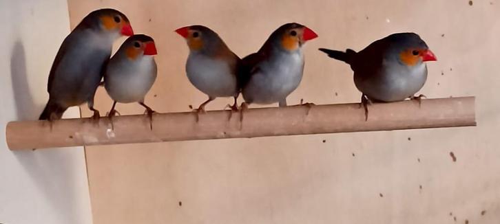 Prachtig groepje oranjekaakjes (Estrilda melpoda), Dieren en Toebehoren, Vogels | Overige Vogels, Tropenvogel, Meerdere dieren