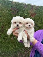 Maltezer pups 2 teefjes geb 11/12/25 bijna 8 weken oud, Parvo, België, Maltezer, 8 tot 15 weken