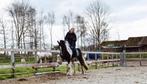 Tinker merrie, Dieren en Toebehoren, Paarden, Minder dan 160 cm, L, 11 jaar of ouder, Recreatiepaard
