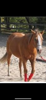 Quarter ruin, Dieren en Toebehoren, Paarden, Minder dan 160 cm, Gechipt, Ruin, Niet van toepassing