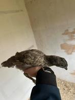 Hanen, Dieren en Toebehoren, Pluimvee