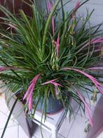 Huisplant, Jardin & Terrasse, Plantes | Jardin, Enlèvement