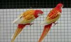 Koppel Rubino rosellas, Dieren en Toebehoren, Vogels | Parkieten en Papegaaien, Meerdere dieren, Parkiet, Geringd
