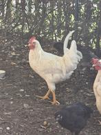Jonge hanen, Dieren en Toebehoren, Pluimvee, Mannelijk