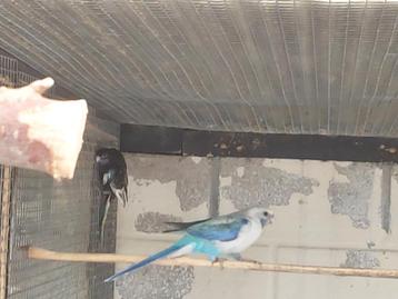 Koppel rosella's, Perruche