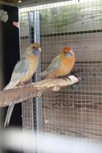 pennanten, Plusieurs animaux, Perruche, Bagué