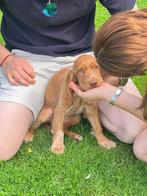 Chiots Cocker Spaniel, Plusieurs, Parvovirose, Belgique, Plusieurs animaux