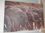 Canvas drinkende kudde Olifanten, Ophalen, Overige typen, 125 cm of meer, Zo goed als nieuw