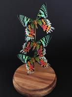 Envolée de 3 Papillons Exotiques Urania Ripheus de Madagasca, Insecte, Animal empaillé, Enlèvement ou Envoi, Neuf