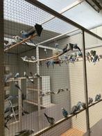 Blauw en grijs Blackwings 2025, Dieren en Toebehoren, Meerdere dieren, Parkiet, Geringd