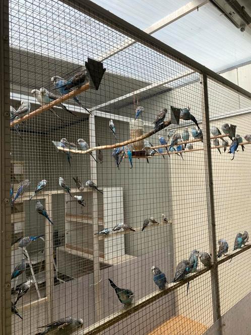 Blauw en grijs Blackwings 2025, Dieren en Toebehoren, Vogels | Parkieten en Papegaaien, Parkiet, Meerdere dieren, Geringd
