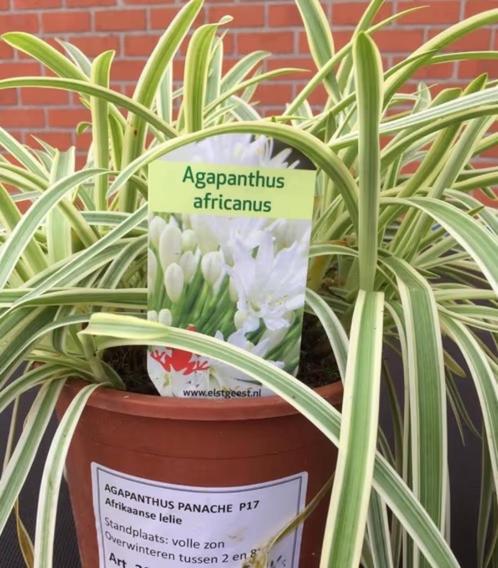 Bondbladige agapanthus ( panache)...LEES BESCHRIJVING !!, Tuin en Terras, Planten | Tuinplanten, Vaste plant, Overige soorten