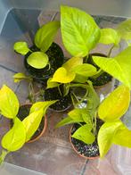 Boutures plantes exotiques, Huis en Inrichting, Kamerplanten, Ophalen of Verzenden