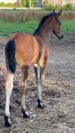 Fries x arabofries, Dieren en Toebehoren, Paarden, Merrie