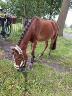Super sportieve ruim te koop, Gechipt, Ruin, Zadelmak, A pony (tot 1.17m)
