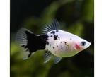 Platy Coral Panda