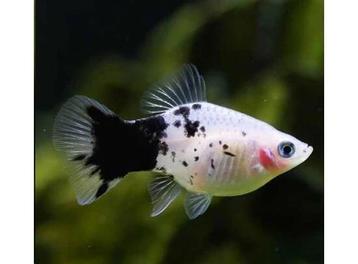 Platy Coral Panda beschikbaar voor biedingen