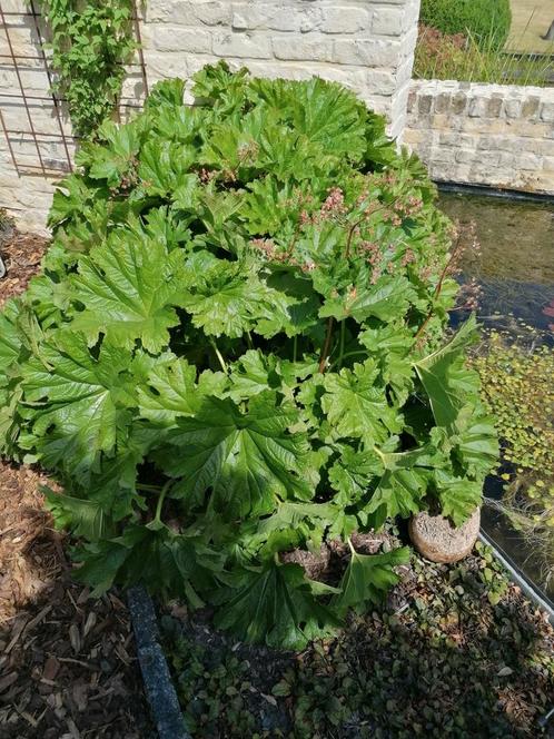 Darmera Peltata/Schildblad, vaste plant, 3 potten/5€, Jardin & Terrasse, Plantes | Jardin, Plante fixe, Enlèvement ou Envoi