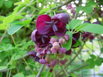 Akebia Quinata en de 'Album' en Lonicera of kamperfoelie beschikbaar voor biedingen