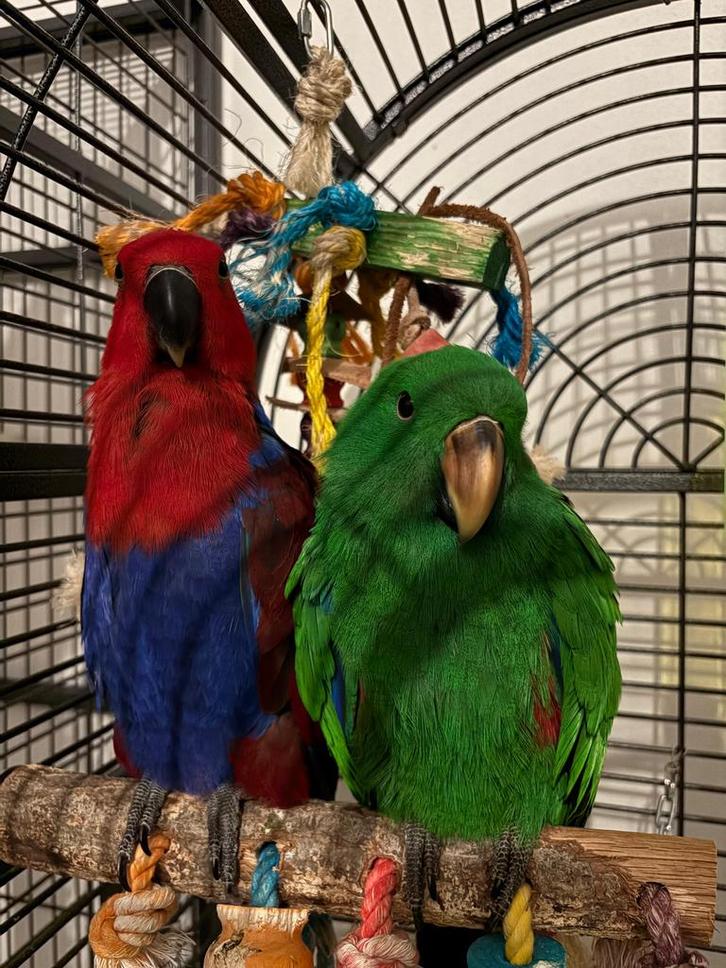 Handtam koppel edelpapegaaien, Dieren en Toebehoren, Vogels | Parkieten en Papegaaien, Papegaai, Meerdere dieren, Pratend, Tam