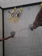 Valkparkieten, Dieren en Toebehoren, Vogels | Parkieten en Papegaaien, Geslacht onbekend, Parkiet, Geringd