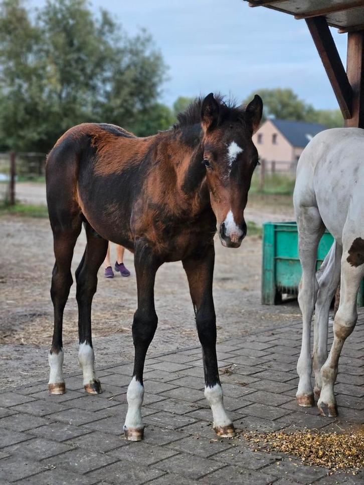 Getalenteerd hengstenveulen van Utamaro D'Ecaussines, Dieren en Toebehoren, Paarden