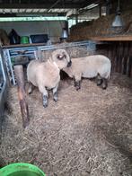 Ramlammeren hampshire down